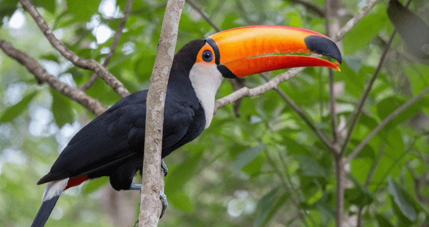 Toco toucan