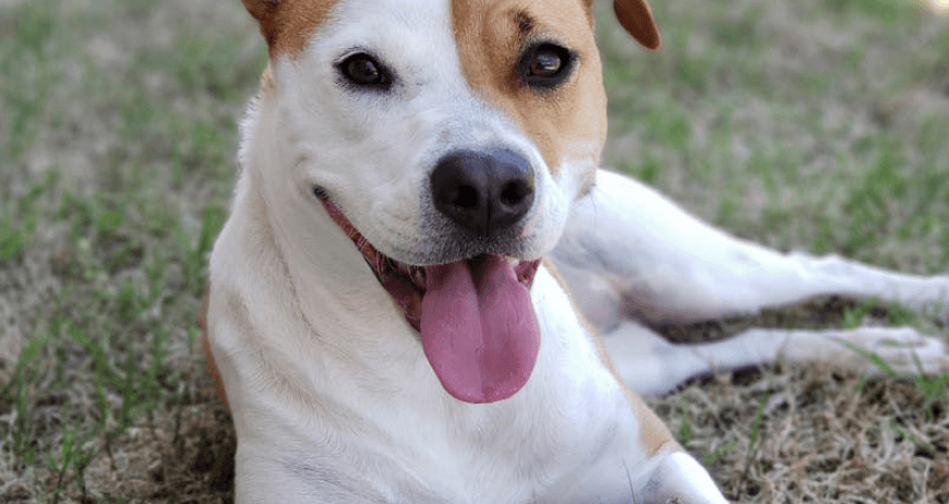 Local Mixed Dog
