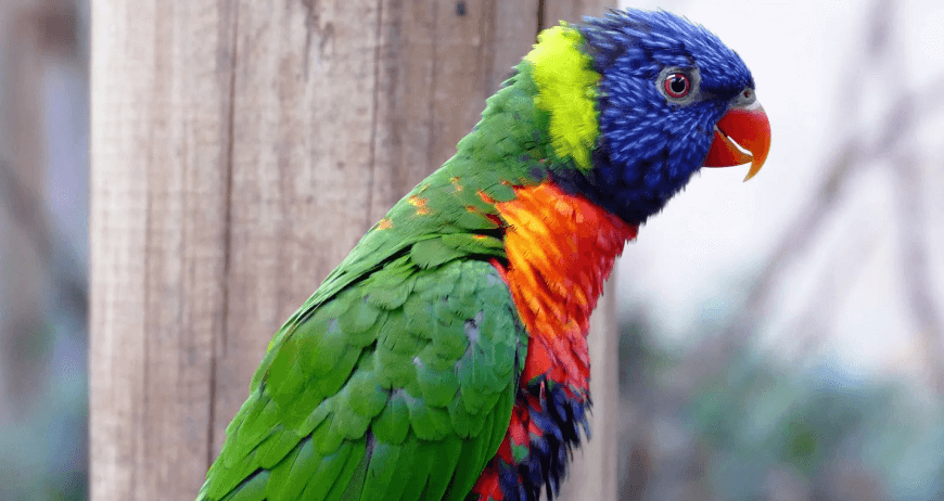 Makao Parrot
