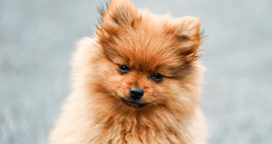 Brown Pomeranian