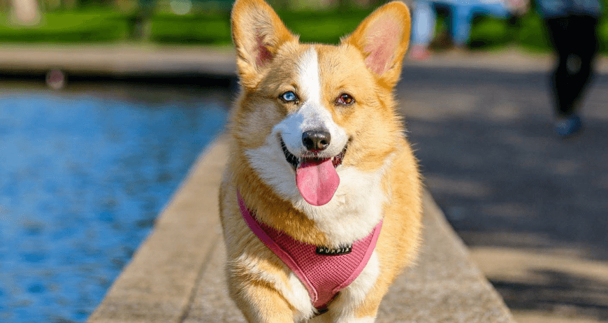 Russian Husky