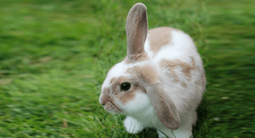 Radar Rabbit